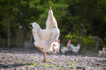 White chicken cock standing in stotny yard on the background of green trees in summer
