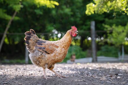 colorful hen on the background of green trees in the yard in summerの写真素材