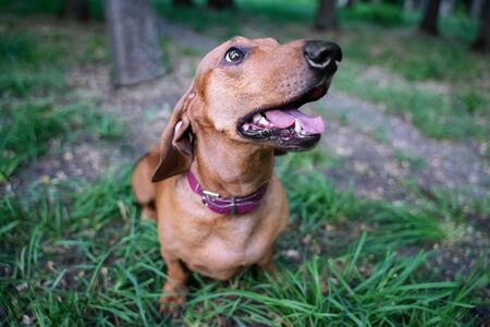 Portrait of a funny dog dachshund  with a long nose at the park.の写真素材