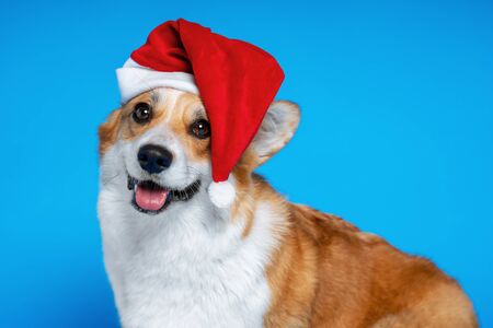 Close up portrait of happy  beautiful dog breed welsh corgi pembroke, wearing red christmas santa hat,  on blue backgroundの写真素材