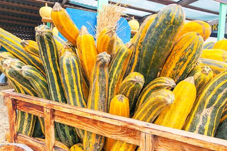 Fall yellow and white long pumpkins on display at Farmerの写真素材