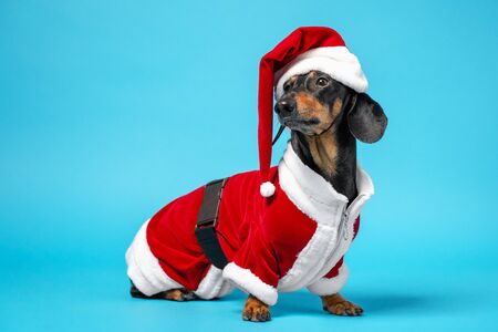 Cute little black and tan dachshund wearing funny Santa Claus costume sits on blue background. copy spaceの写真素材