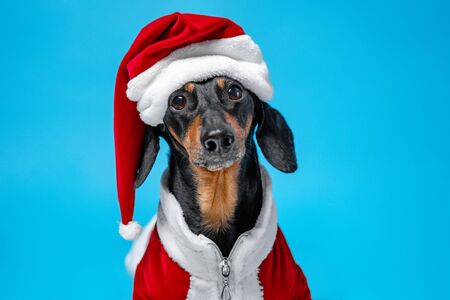 portrait cute little black and tan dachshund wearing funny Santa Claus costume on blue background