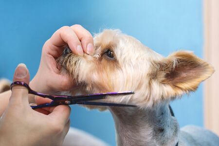 groomer makes a Yorkshire terrier breed haircut with scissors in grooming salon.の写真素材