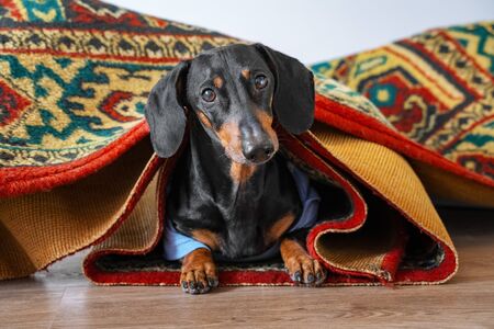 A small pet with a sense of humor hid under the carpet and you can only see the animals headの写真素材