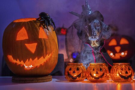 dachshund dog dressed in a black halloween costume and a witch hat is standing in a twilight fog...