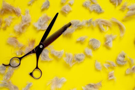 Close up grooming professional scissors with lots of shreds of animal fur on bright yellow background.の写真素材