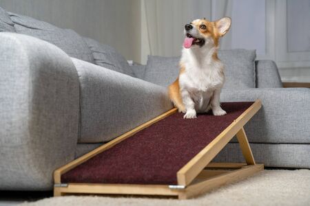 A funny welsh corgi pembroke dog, sits on a home ramp. Safe of back health in a small dog.の写真素材
