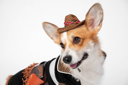 Funny cute red and white corgi smiling looking at the camera, wearing cowboy costume and hat, on white background. not isolateの写真素材