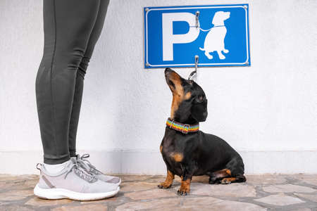 Owner leaves cute obedient dachshund tied with leash to hook on wall in special place for pets under the dog parking sign. Human went to place where animals are prohibited.の写真素材