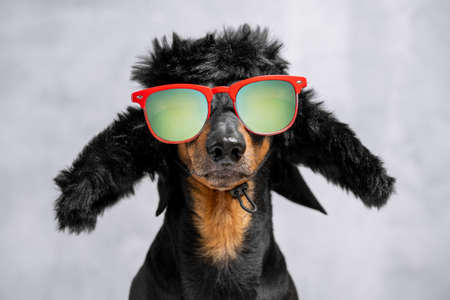 Portrait of cheeky dachshund dog in warm winter hat with earflaps and sunglasses with polarizing lenses personifying modern national russian style on gray background, front view, copy space for textの写真素材