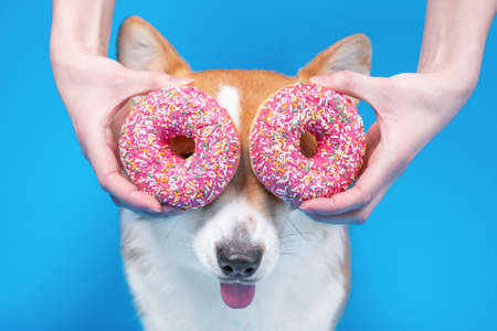 Hand man holding fresh pink donuts near eyes of cute dog welsh corgi pembrokeon bright blue...