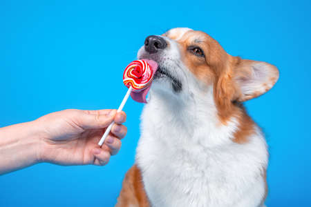 Adorable dog pembroke welsh corgi enjoy round red sweet candy lollipop on a blue background. Licking sweetsの写真素材