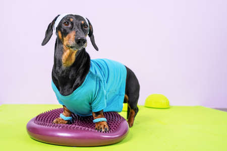 Cute dachshund dog in sports uniform with soft hair band on head to protect face from sweat stand on balance pad and is going to do fitnessの写真素材