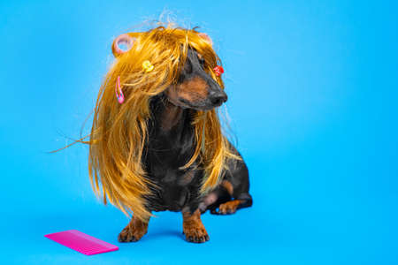 Beautiful dog in a disheveled wig with hairpins and curlers sitting next to a large pink comb on a...