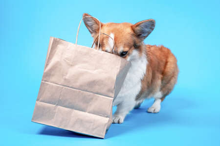 A cute dog with food delivery eco friendly craft pack with home delivered purchases or gifts, front view, copy space. Advertisingの写真素材