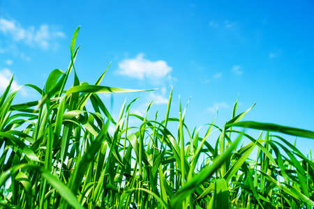 green field and blue sky with light clouds. Nature background. environmental protection conceptの写真素材