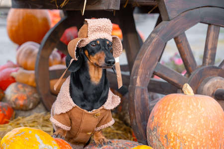 Dachshund dog, black and tan, dressed in a village hat and a sweatshirt, amid a pumpkin harvest at the fair in the autumnの写真素材