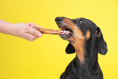 Human hand gives obedient dachshund dried tasty treat as reward for good behavior and correctly performed trick, front view, copy space for advertising text. Portrait of cute dog with snack in teethの写真素材