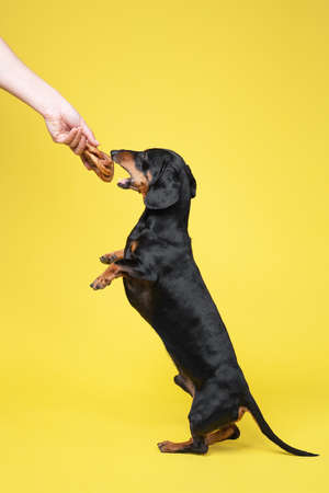 Obedient dachshund performs trick, standing on hind paws in full growth and receives tasty dried pet...