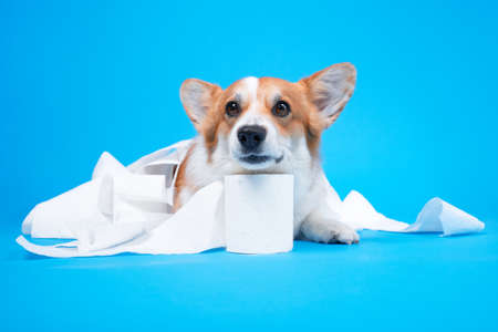 Cute dog is playing with a roll of peach toilet paper on blue background. Small guilty welsh corgi Pembroke with funny face. Pet care.の写真素材