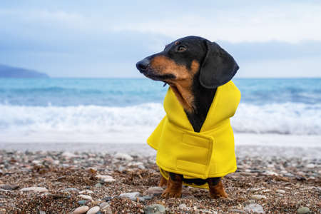 cute dachshund dog, black and tan, dressed in a yellow rain coat stands in against the background of the sea, waves are raging from the stormの写真素材