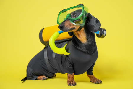 Cute black and tan dachshund sits wearing scuba diving costume and mask and gear on a yellow backgroundの写真素材