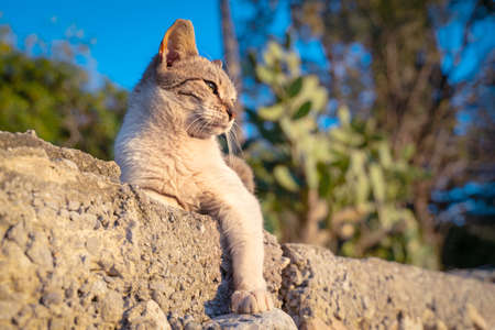 Portrait of smug gray stray cat lies on concrete parapet with his paw hanging and basks in the sun...