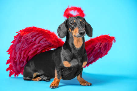 Cute black and tan dachshund sitting on bright blue background with crimson red feathered wings on the back and halo under the head.の写真素材