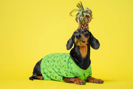 funny dog dachshund, black and tan, wearing a green t-shirt with pineapple on its head, like a crown, lies on a yellow background. Summer vacation or resort holiday concept, fresh juicy fruit.の写真素材