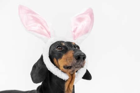 portrait cute Dachshund dog, black and tan, as easter hare on white backgroundの写真素材