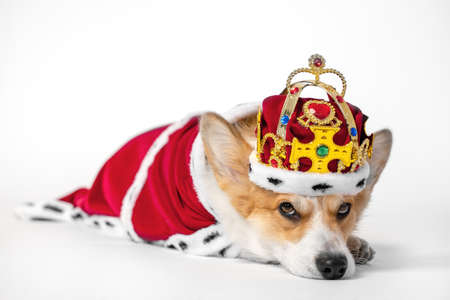 angry dog pembroke welsh corgi wearing in the gold crown and red mantles, like a queen, a prince on a white studio background.の写真素材