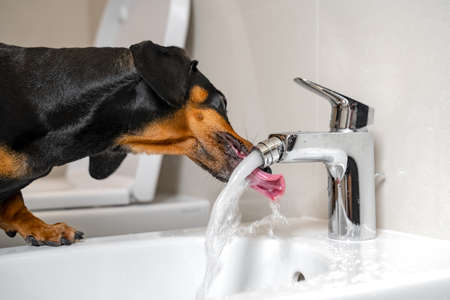 Black and tan dachshund drinking water from steel faucet of white washbasin bidet in the bathroom. Home or dog-friendly hotel, funny picture.の写真素材