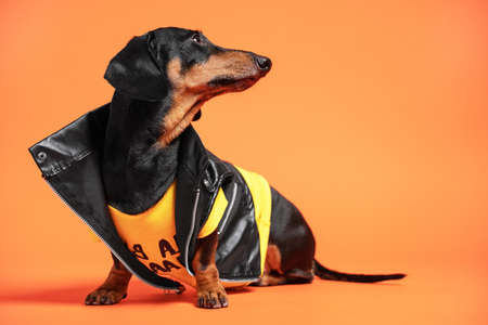 Cute black and tan dachshund wearing cool black leather classic biker jacket, sits on orange background. Indoors, studio, isolated, copy space. Pet clothes concept.の写真素材