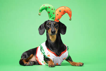 Funny of a happy dog wearing in the suit and cap of the jester on a green background. April Fools Day conceptの写真素材