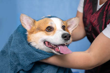 Girl groomer wipes of a welsh corgi pembroke dog after a shower wrapped in a towel. Dog taking a bubble bath in grooming salon.の写真素材