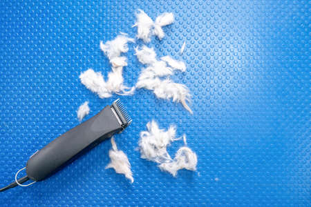 Electric razor or shaving machine for animals and cut pieces of white tangled wool isolated on blue background, top view. Beauty salon for pets to have a beautiful hairstyle and hair during moltingの写真素材