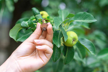 The woman hand holding little dried pear close to fresh ones on the green branches on fruit tree....