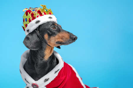 Black and tan adorable dachshund dog in a royal mantle and a crown on blue background. Copy spaceの写真素材