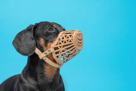 The portrait of short-haired dachshund with beige muzzle, close up on blue background. Safety...