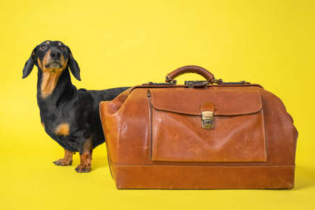 Adorable black and tan dachshund standing close to the classic travel bag from ginger leather, on bright yellow background. travel concept.の写真素材