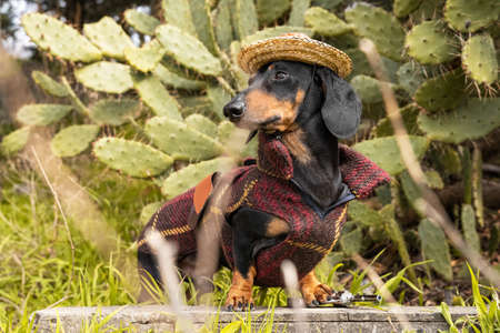 Portrait dachshund dog, dressed in a red poncho and sombrero holding a pistol in her paws on a background of green cacti.の写真素材