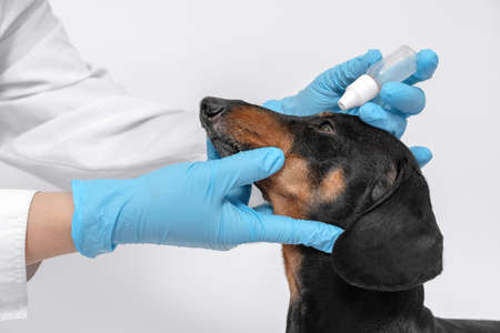 Veterinary instills a therapeutic drop in the eyes of a dachshund dog on a white backgroundの写真素材