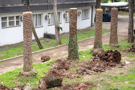 sawn leaves and trunks of palm trees palm that is infected by red palm weevil. Diseases of palm...