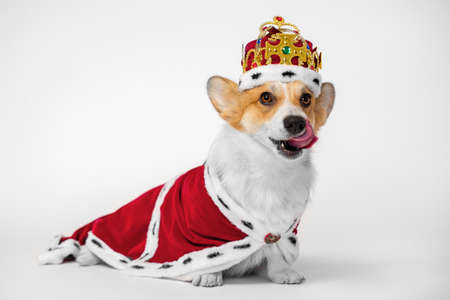 Pretty cute corgi dog licks, wearing red and white royal costume with mantle and crown sits on white background. copy spaceの写真素材