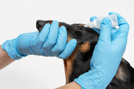 Veterinary instills a therapeutic drop in the eyes of a dachshund dog on a white backgroundの写真素材