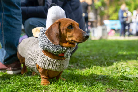 Portrait dog of the Dachshund breed in warm suit of the gray wolf in the park at a parade festival dachshund in St. Petersburgの写真素材