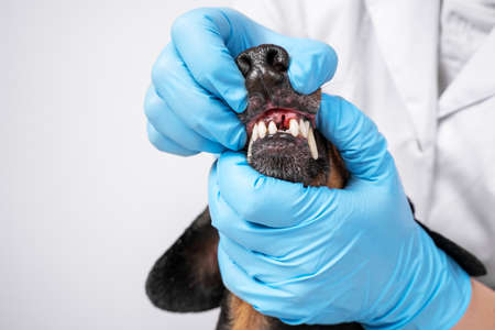 Veterinarian examines the oral cavity of a dog in a clinic. examines tooth extraction.