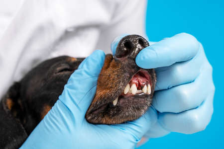 Veterinarian examines the oral cavity of a dog in a clinic. examines tooth extractionの写真素材