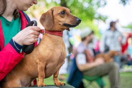 Portrait of a red dachshund dog sitting on his owner's lap in the park at a parade festival dachshund in St. Petersburgの写真素材